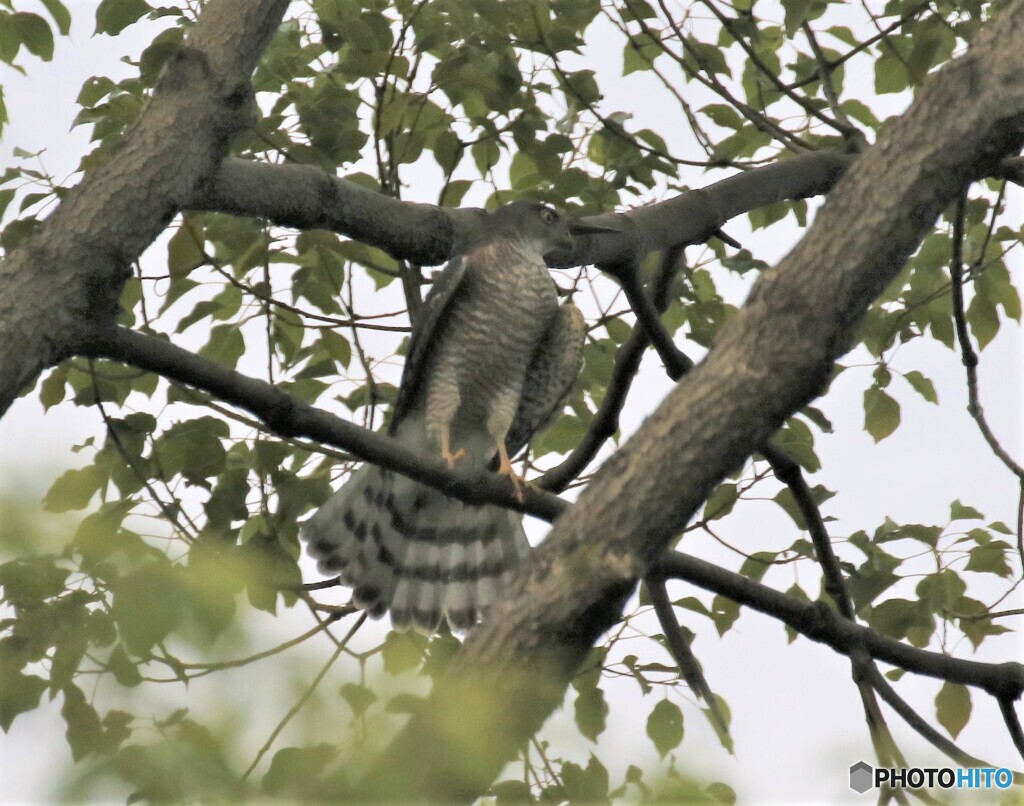 ツミのお母さん。