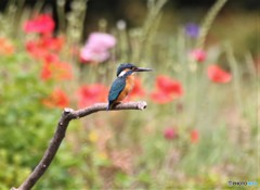 カワセミさん。