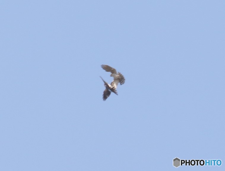 ２羽のハイタカさん。