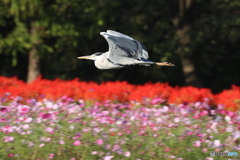 アオサギさんとサルビアの花。