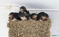 ツバメ５兄弟姉妹。