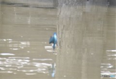 カワセミさん。④