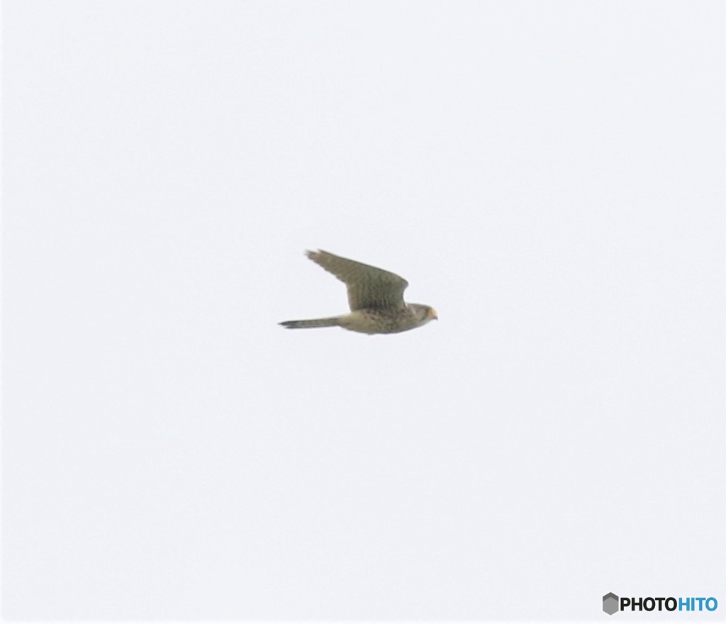 チョウゲンボウさん。