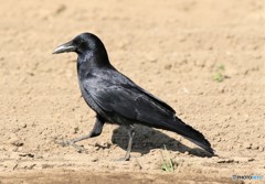 ハシボソガラスさん。