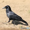 ハシボソガラスさん。