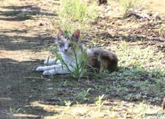 若猫。