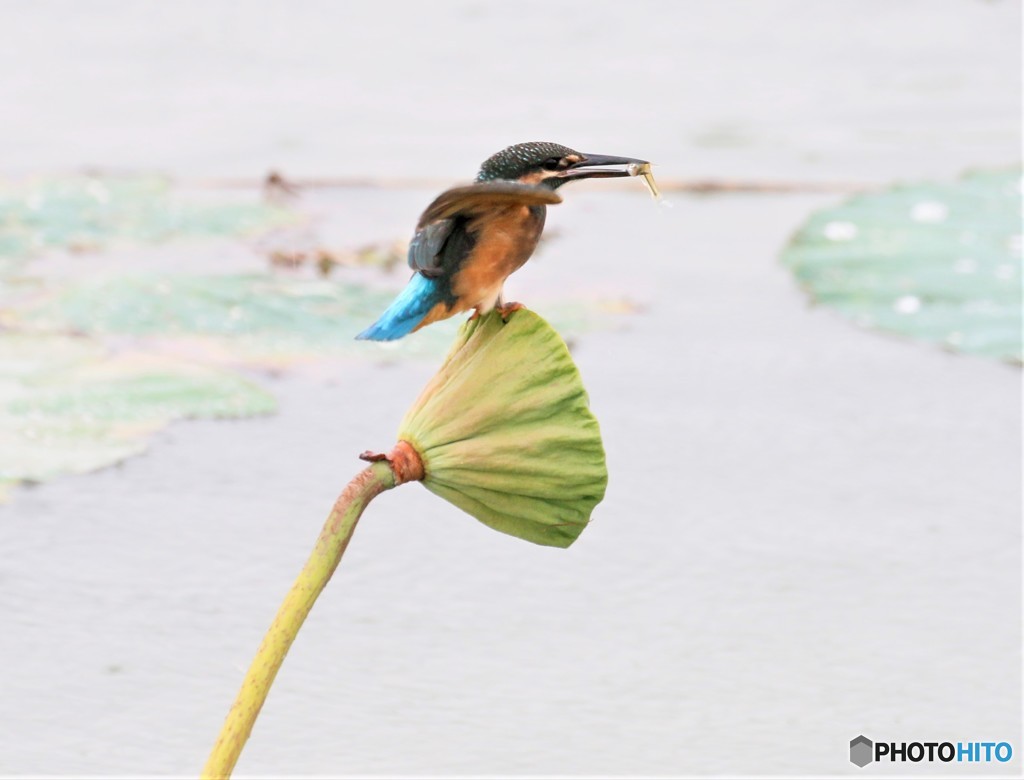 小魚