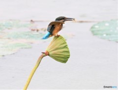 小魚
