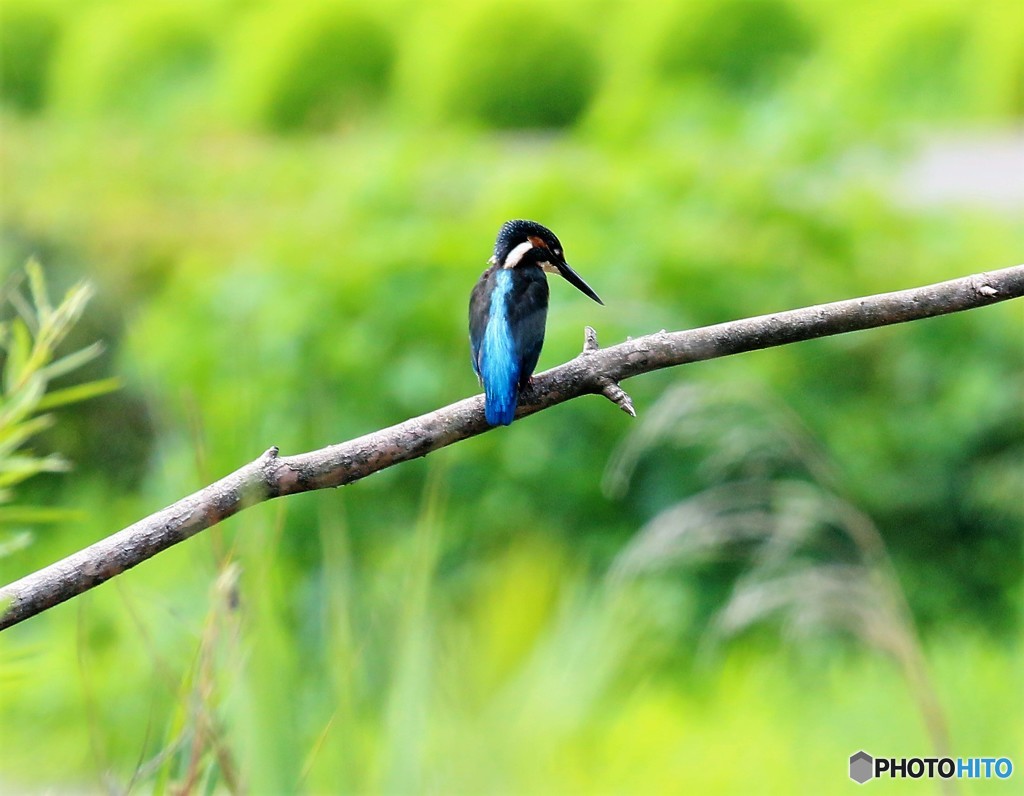 緑の中のカワセミ。