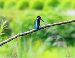 緑の中のカワセミ。