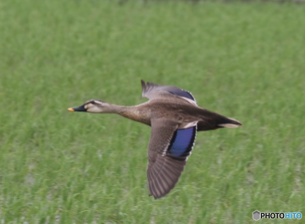 カルガモさん。