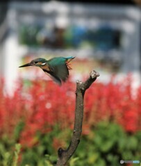 カワセミさんと自動販売機とサルビアの花。