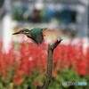 カワセミさんと自動販売機とサルビアの花。