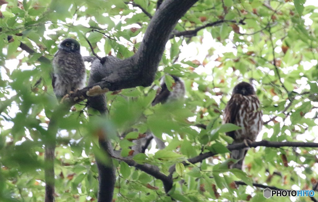 ヒナちゃん３羽とお母さん。