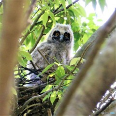 トラフズクさんのヒナです。