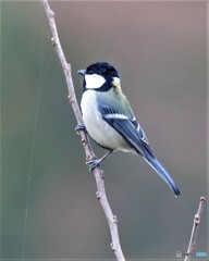 シジュウカラさん。②