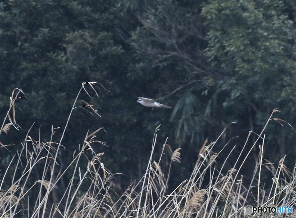 オオタカさん。
