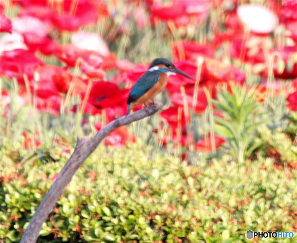 カワセミさん。②
