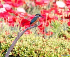 カワセミさん。②