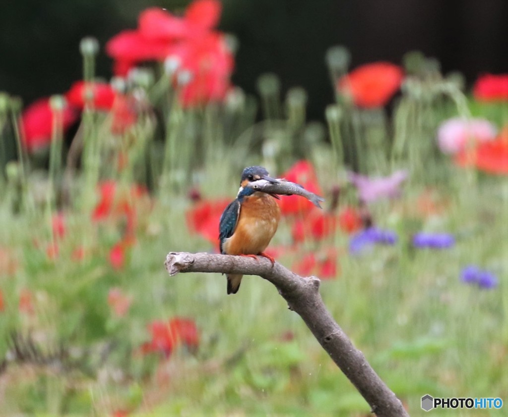 カワセミさん。