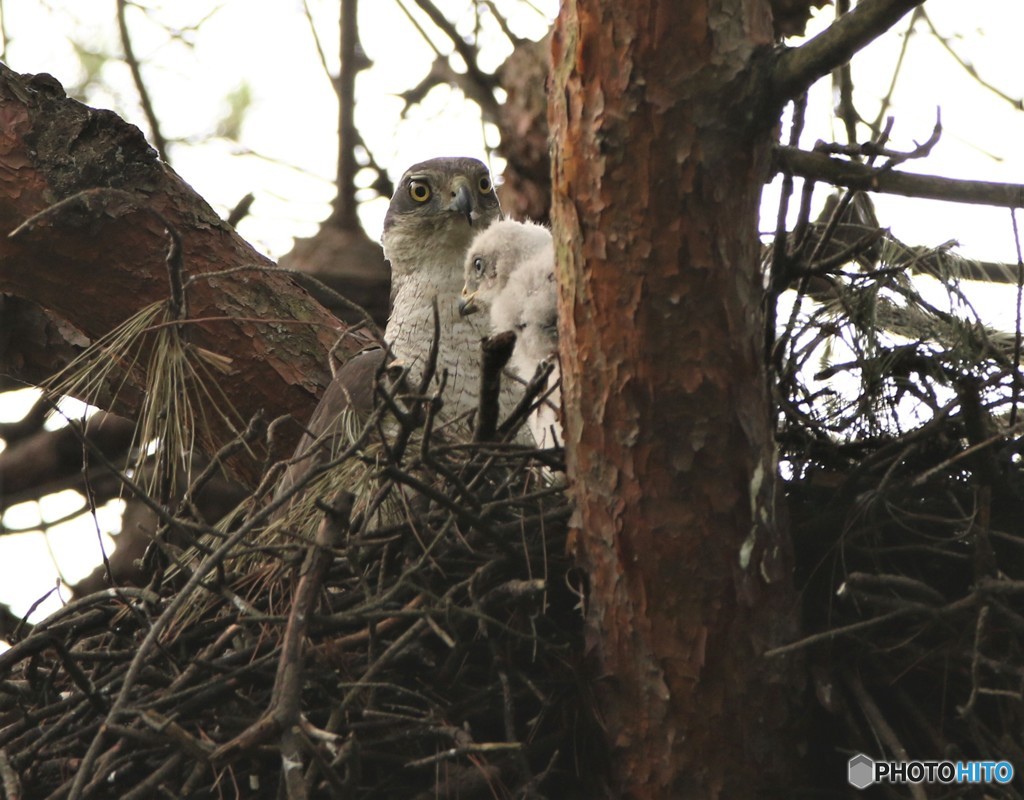 オオタカの親子。