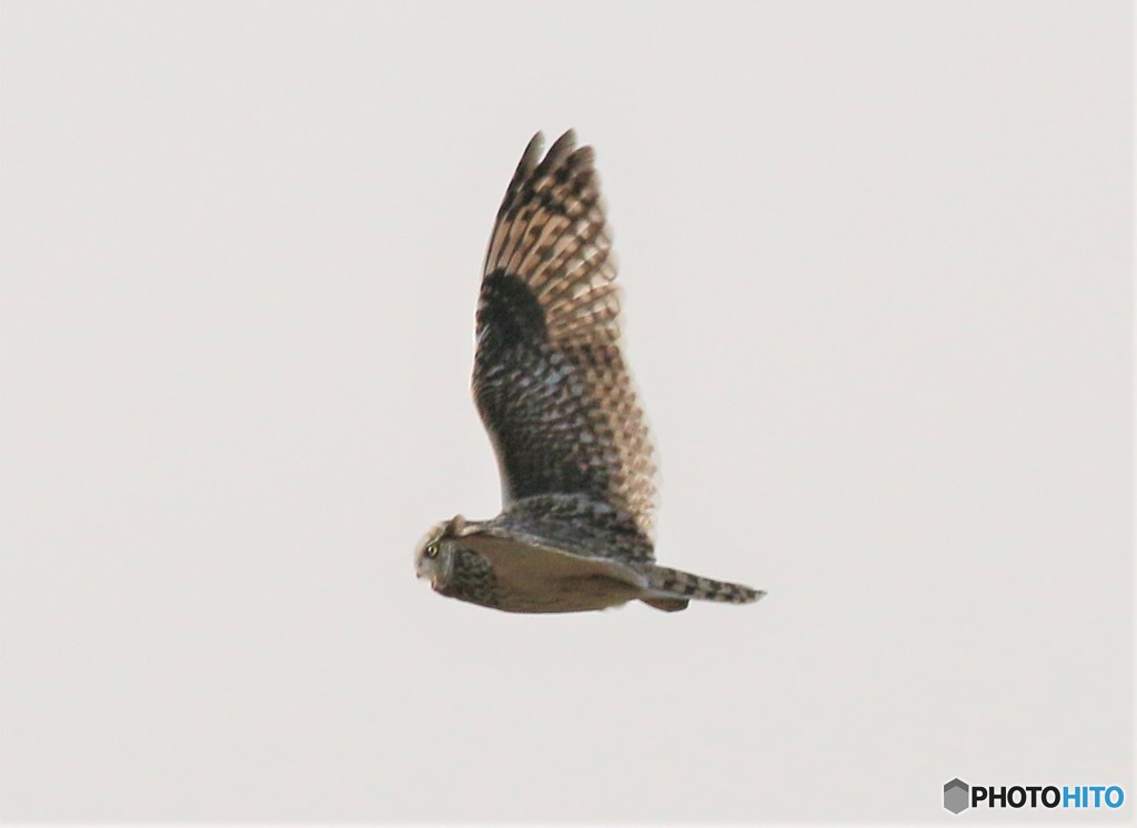 コミミズクさん。