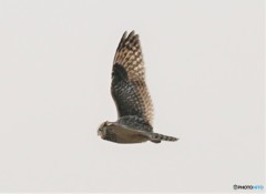 コミミズクさん。