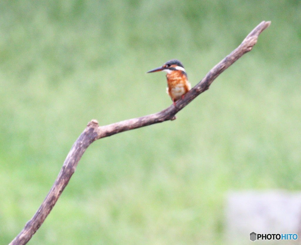 カワセミさん。