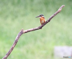 カワセミさん。