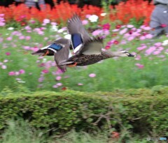 カルガモさん。