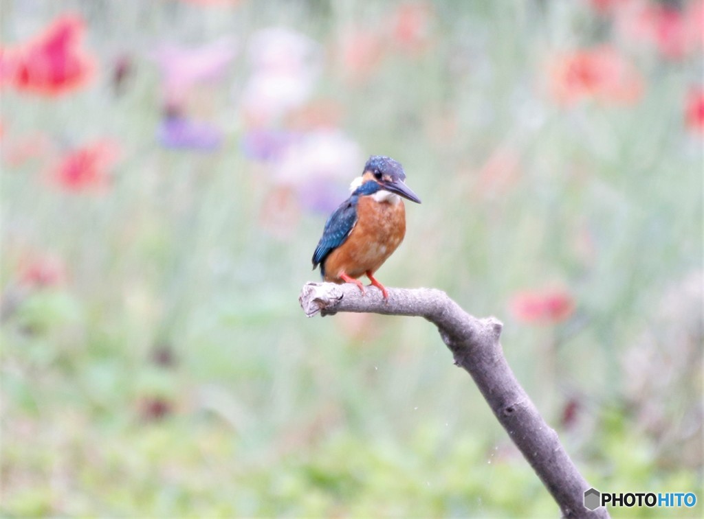 カワセミさん。