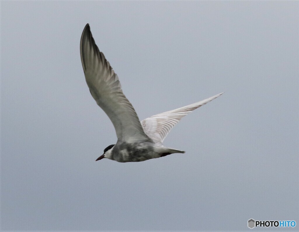 クロハラアジサシさん。