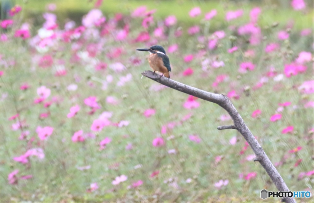 カワセミくん。