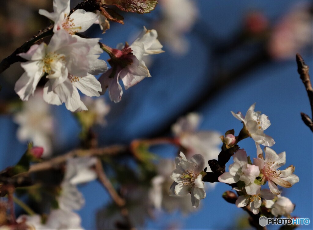 十月桜。
