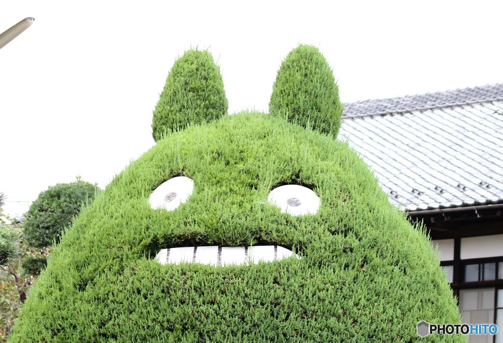 トトロの木。