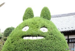 トトロの木。