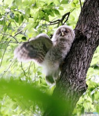 フクロウの木登り④
