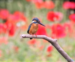 カワセミさん。