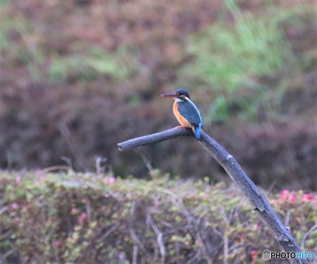 ピンボケさん⑥。