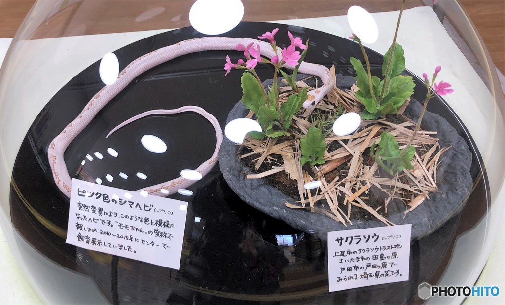 ピンク色のシマヘビさん・はく製に