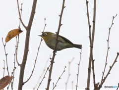 メジロさん。