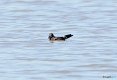 コシジロウミツバメさん。