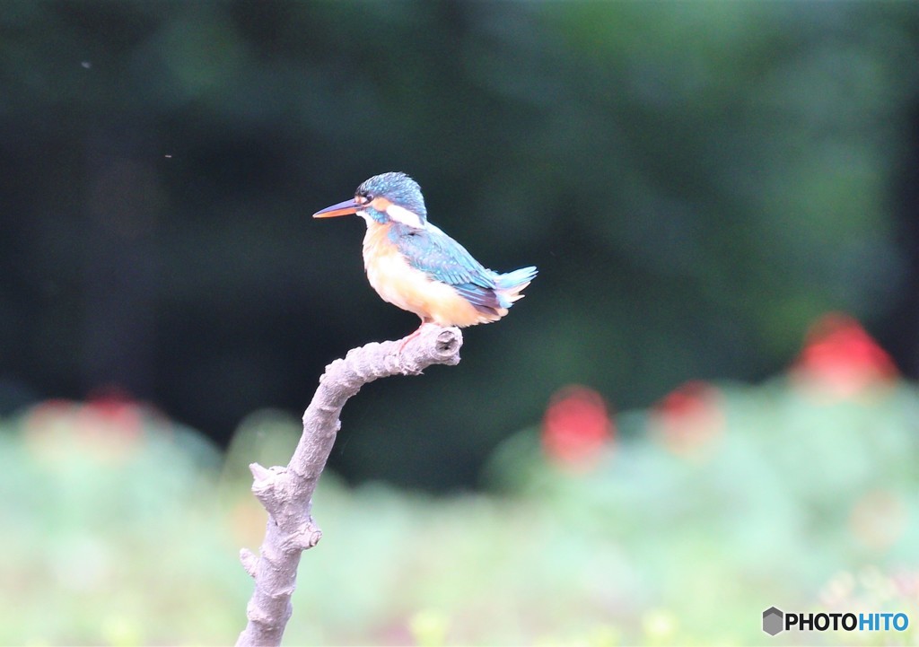 カワセミさん。