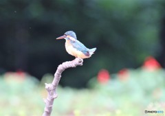 カワセミさん。