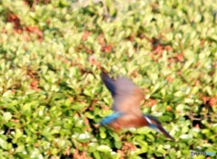 カワセミさん。②