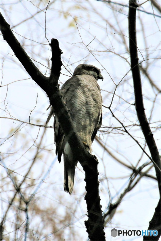 オオタカさん。
