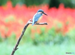 カワセミさん。
