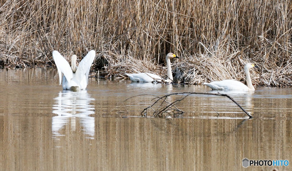 地元のコハクチョウさん。