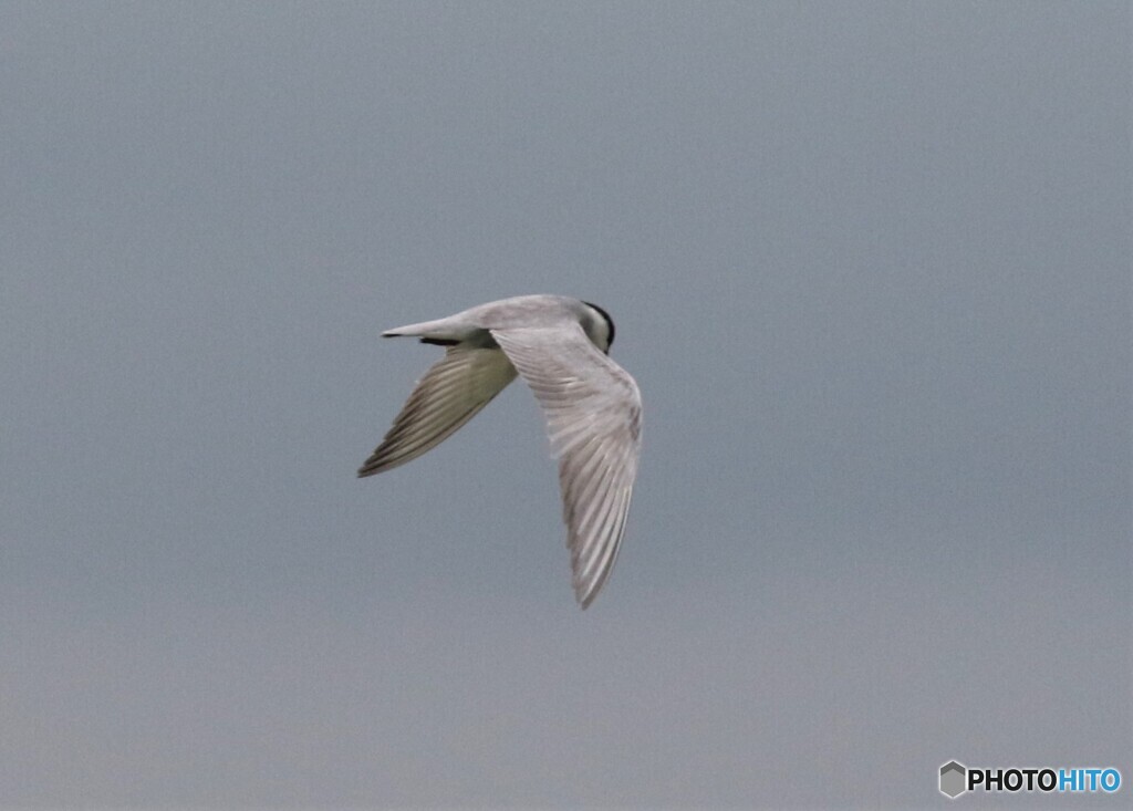 クロハラアジサシさん。