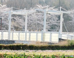 お花見。